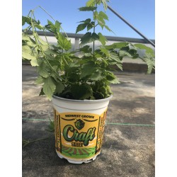Chinook Craft Garden Hop Plant