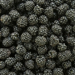 Vintner's Harvest Blackberry Puree