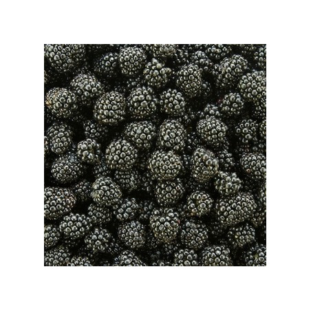 Blackberry Puree (49 oz.) - Oregon Fruit Puree