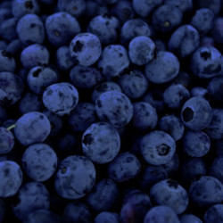 Vintner's Harvest Blueberry Puree