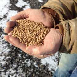 New York Craft Upstate Hard Red Wheat Malt